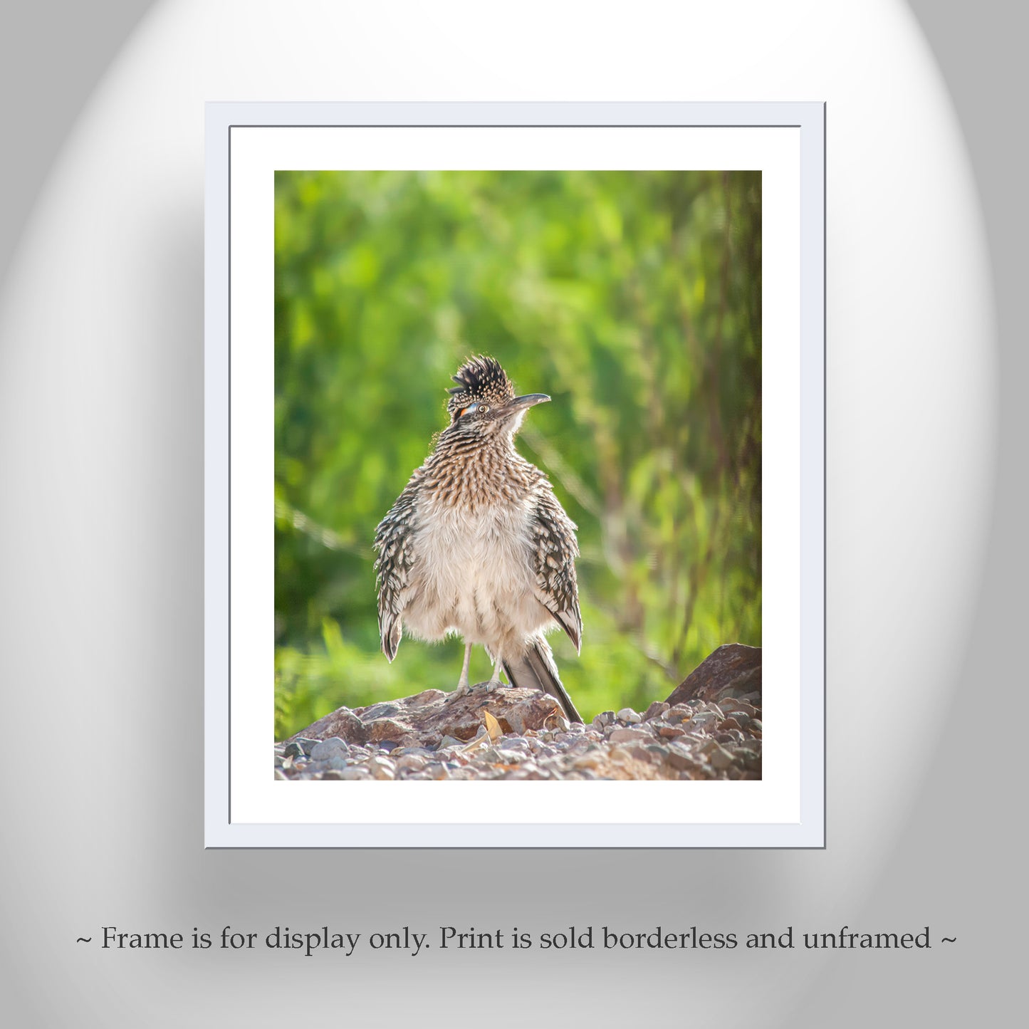 Roadrunner Bird Photograph in Southern Arizona Desert as Avian Art