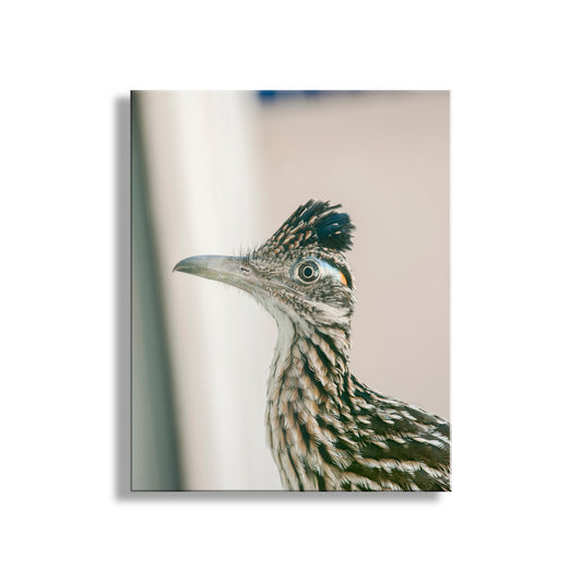 Tucson Arizona Roadrunner Bird Picture | Desert Bird Wall Decor