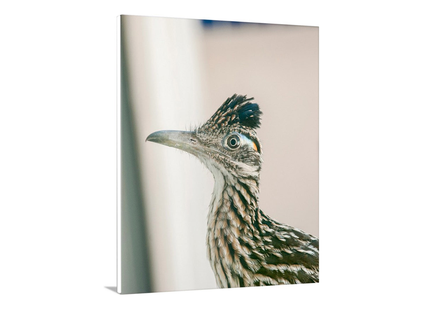 Tucson Arizona Roadrunner Bird Picture | Desert Bird Wall Decor