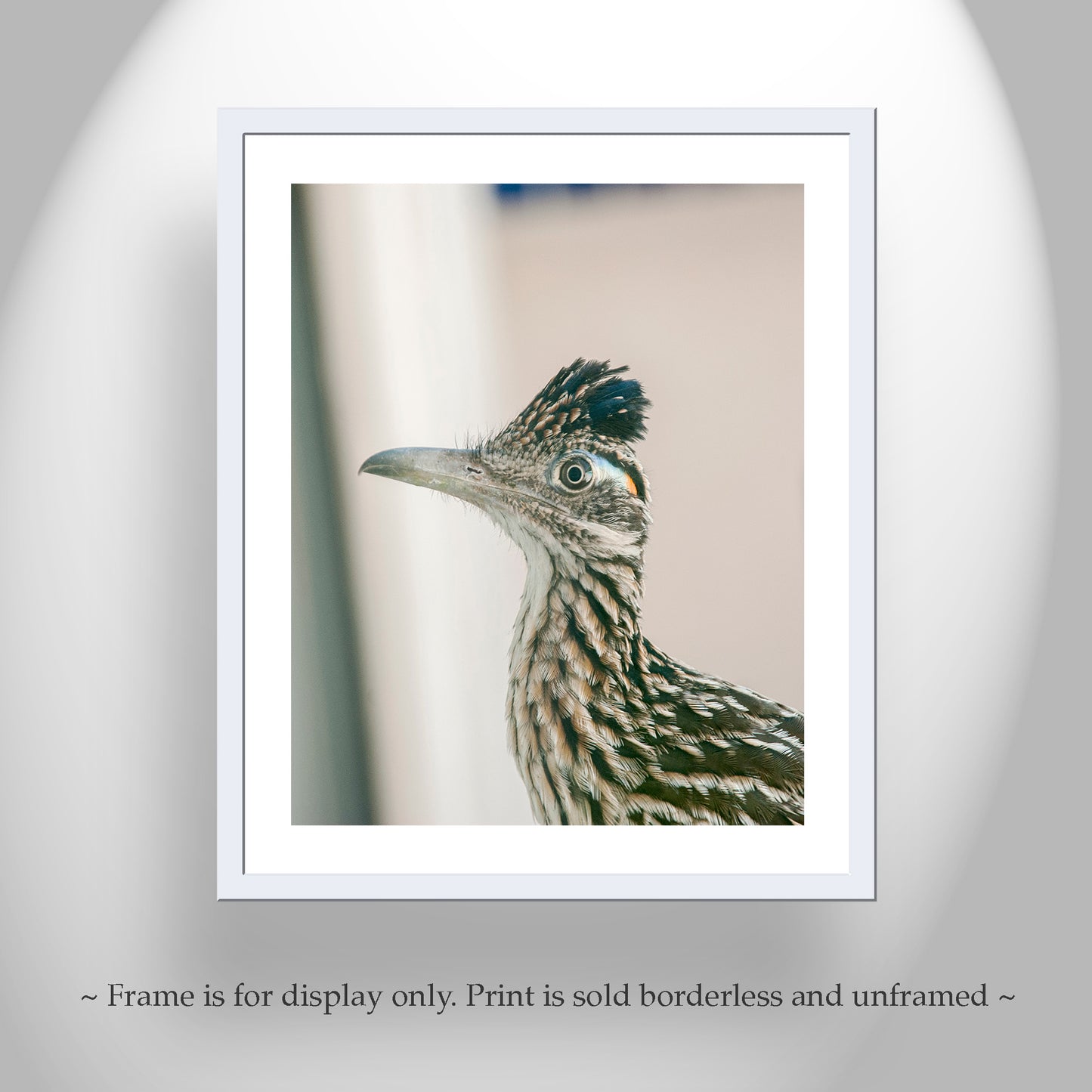 Tucson Arizona Roadrunner Bird Picture | Desert Bird Wall Decor