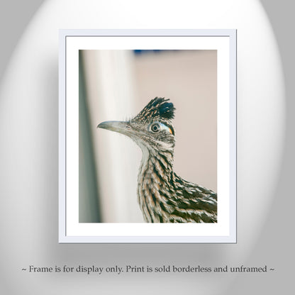 Tucson Arizona Roadrunner Bird Picture | Desert Bird Wall Decor