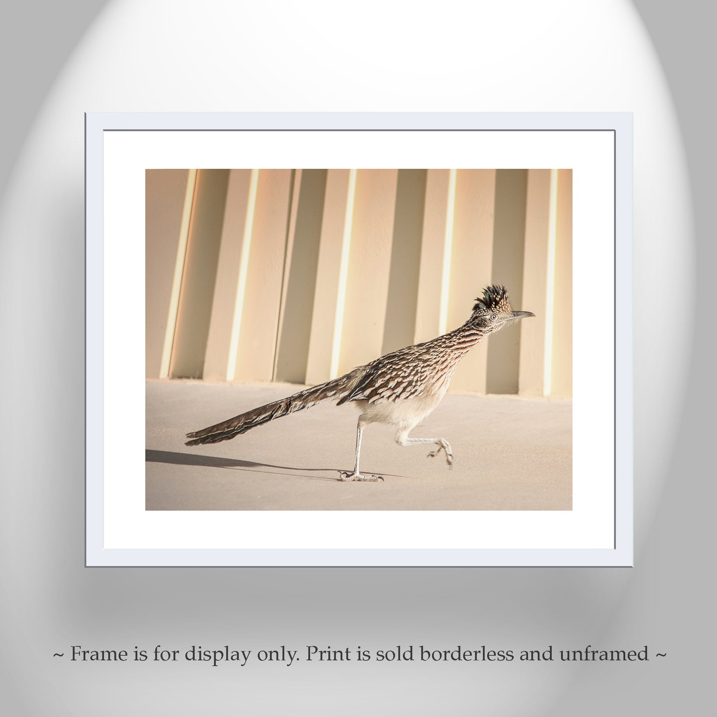Roadrunner Bird Art Print by Murray Bolesta in Tucson Arizona