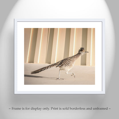 Roadrunner Bird Art Print by Murray Bolesta in Tucson Arizona
