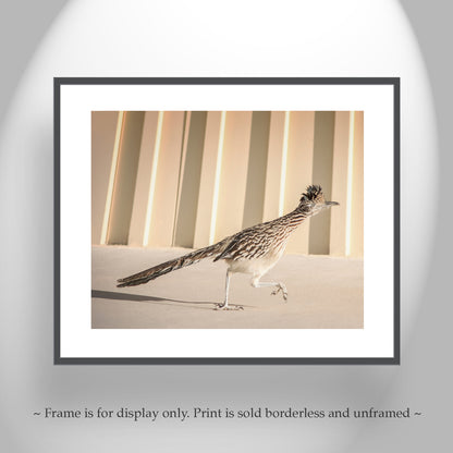 Roadrunner Bird Art Print by Murray Bolesta in Tucson Arizona