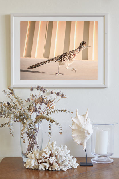 Roadrunner Bird Art Print by Murray Bolesta in Tucson Arizona