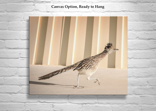 Roadrunner Bird Art Print by Murray Bolesta in Tucson Arizona