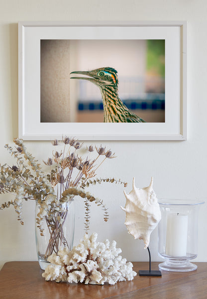 Desert Roadrunner Bird Art Print as Avian Wall Decor