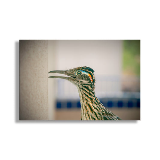 Desert Roadrunner Bird Art Print as Avian Wall Decor