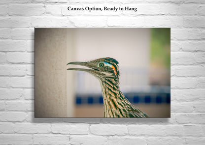 Desert Roadrunner Bird Art Print as Avian Wall Decor