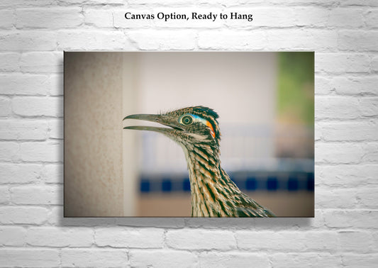 Desert Roadrunner Bird Art Print as Avian Wall Decor