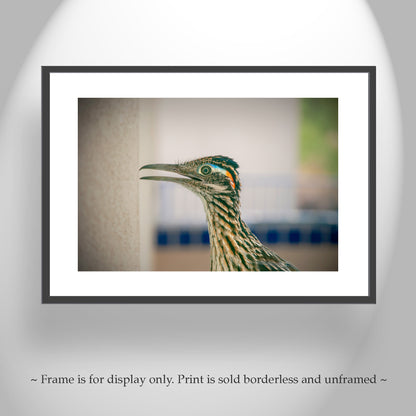 Desert Roadrunner Bird Art Print as Avian Wall Decor