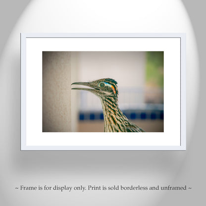 Desert Roadrunner Bird Art Print as Avian Wall Decor