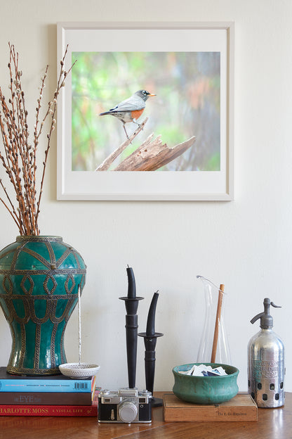 American Red Robin Bird Art Print as Restful Nature Decor