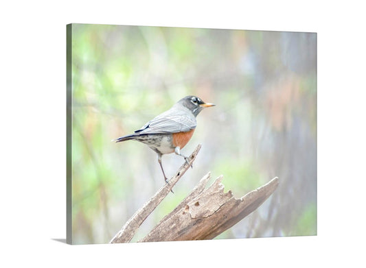 American Red Robin Bird Art Print as Restful Nature Decor