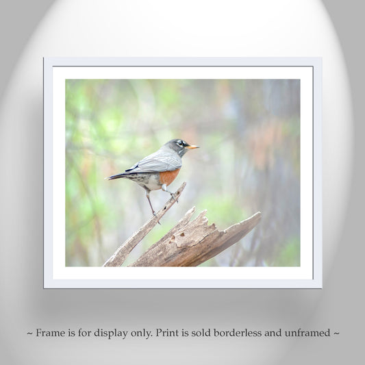 American Red Robin Bird Art Print as Restful Nature Decor