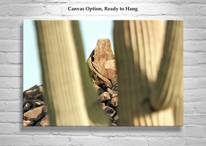 Native American Petroglyphs & Saguaro Cactus Arizona Art Print