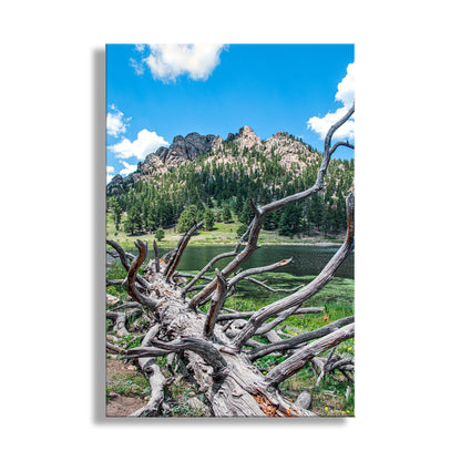 Lily Lake Colorado Rocky Mountain Landscape Art Print