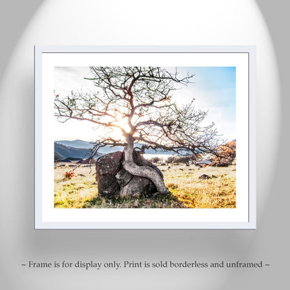 Ashland Oregon Rogue Valley Nature Photography Wall Art Print