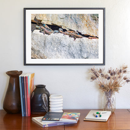 Lizard Art Photography from Tucson Arizona Desert