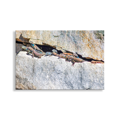 Three lizards on a rocky surface with a white background. For your walls, my phenomenal picture of a lizard family (probably Sagebrush lizards) in a rock face on an Arizona mountain! I captured this charming scene on Mt. Wrightson of the Santa Ritas in southern Arizona USA. Original, unique signed art by Murray Bolesta.