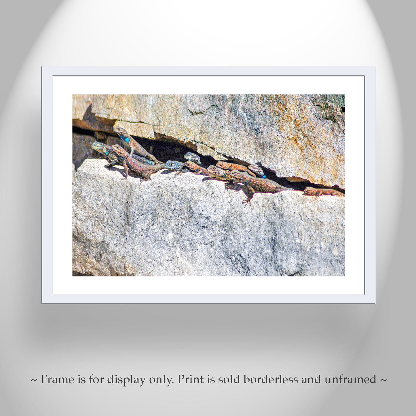 Lizard Art Photography from Tucson Arizona Desert