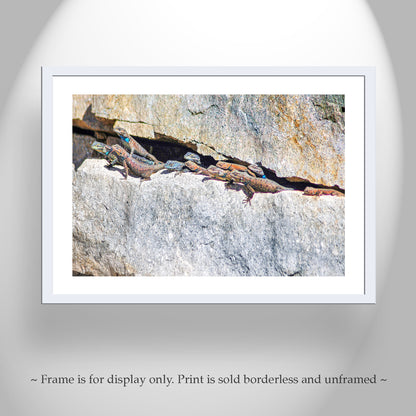 Lizard Art Photography from Tucson Arizona Desert