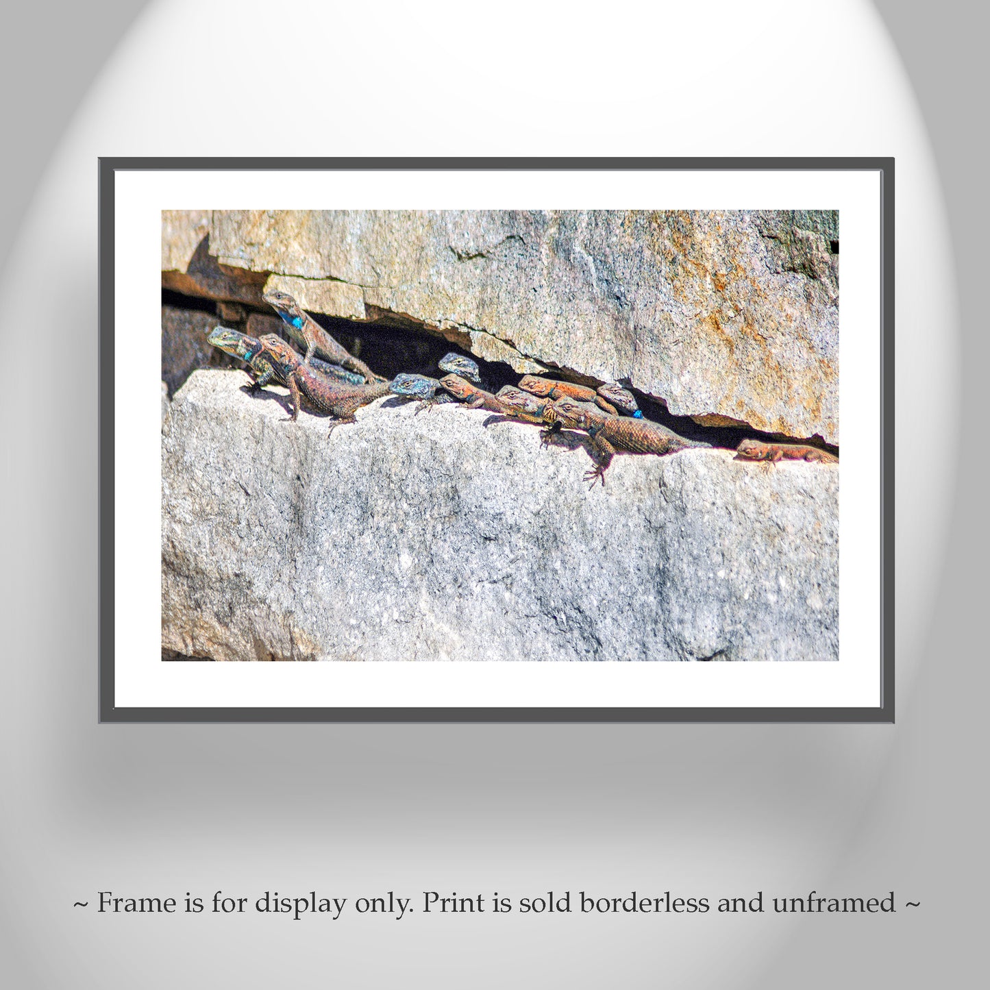Lizard Art Photography from Tucson Arizona Desert