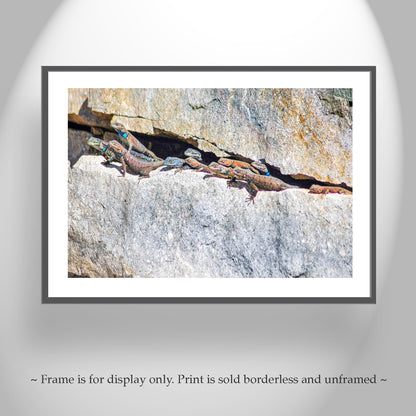 Lizard Art Photography from Tucson Arizona Desert