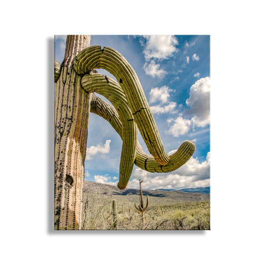 Southwest Landscape Wall Decor with Desert Cactus in Tucson Arizona