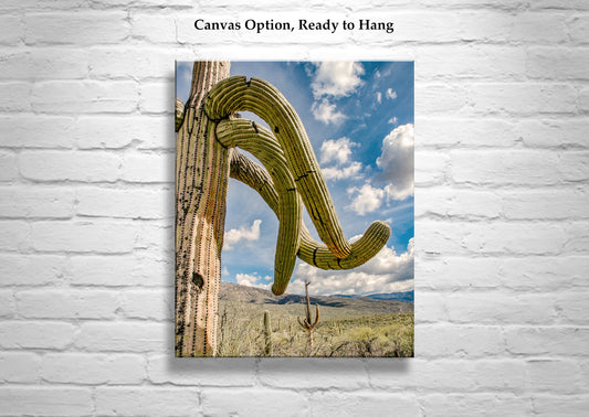 Southwest Landscape Wall Decor with Desert Cactus in Tucson Arizona