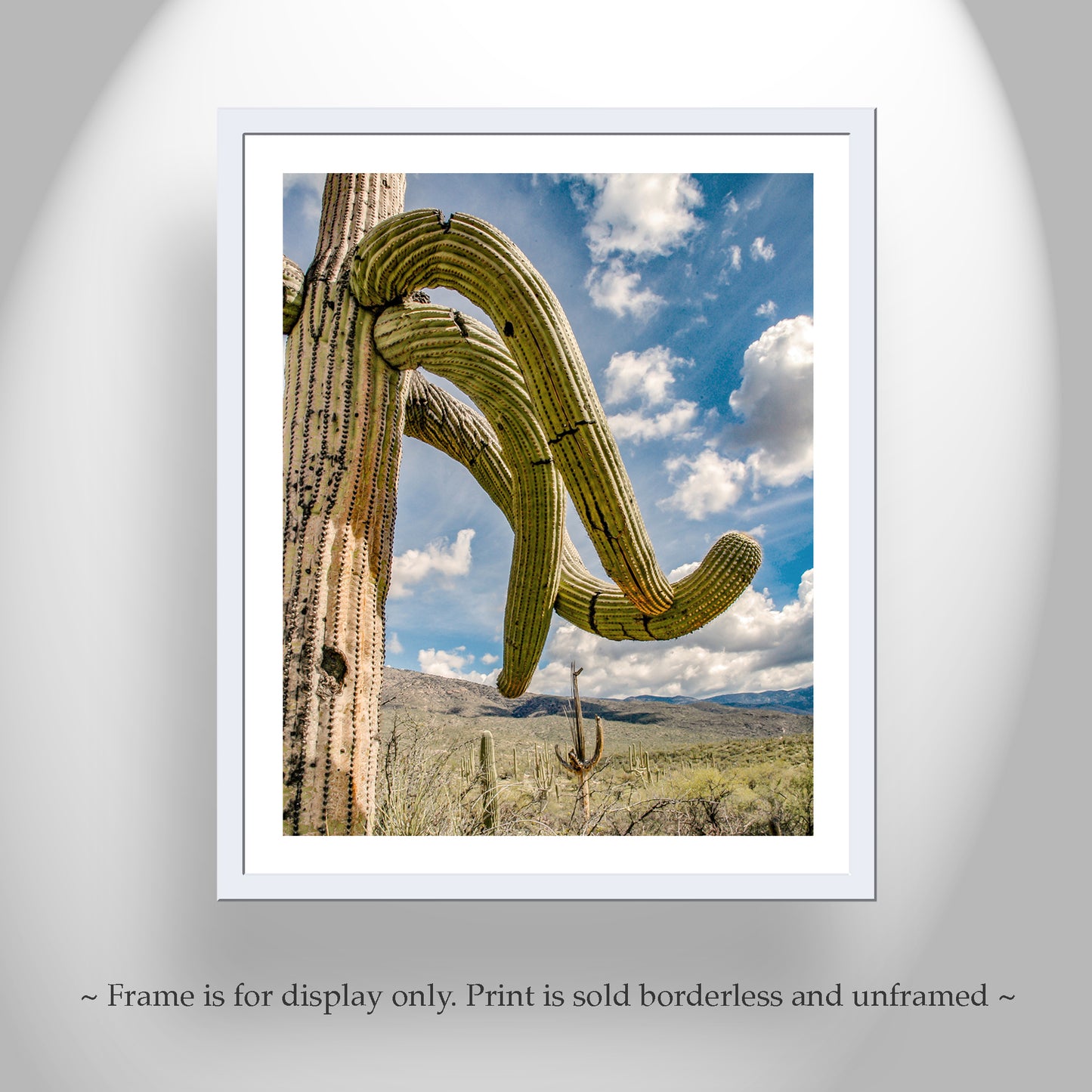 Southwest Landscape Wall Decor with Desert Cactus in Tucson Arizona