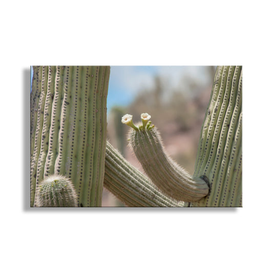 Framed Wall Art with Desert Cactus and Wildflower