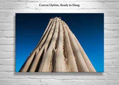 Abstract Cactus Photography as Desert Botanical Wall Decor