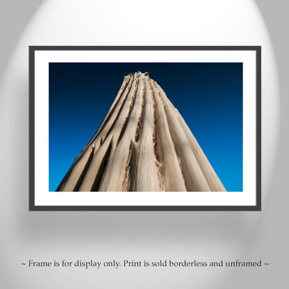 Abstract Cactus Photography as Desert Botanical Wall Decor