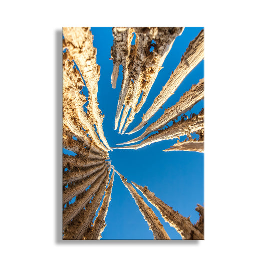 Abstract Desert Cactus Art as Botanical Wall Decor with Saguaro Spines