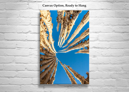 Abstract Desert Cactus Art as Botanical Wall Decor with Saguaro Spines