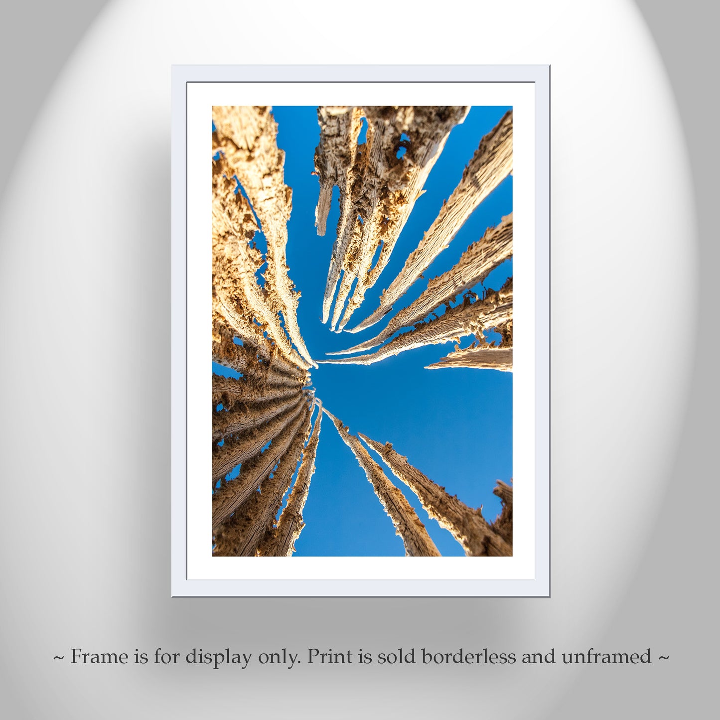 Abstract Desert Cactus Art as Botanical Wall Decor with Saguaro Spines