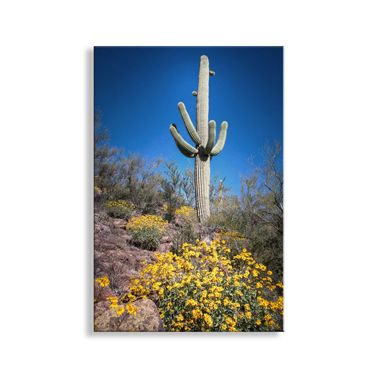 Cactus Decor with Spring Desert Flowers as Southwest Design