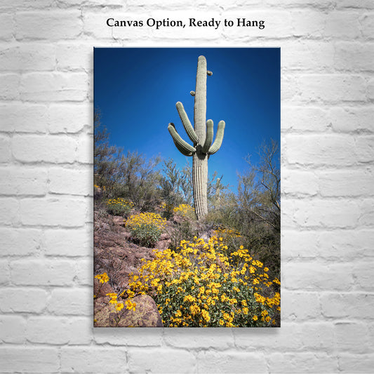 Cactus Decor with Spring Desert Flowers as Southwest Design