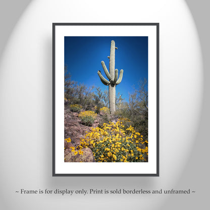 Cactus Decor with Spring Desert Flowers as Southwest Design