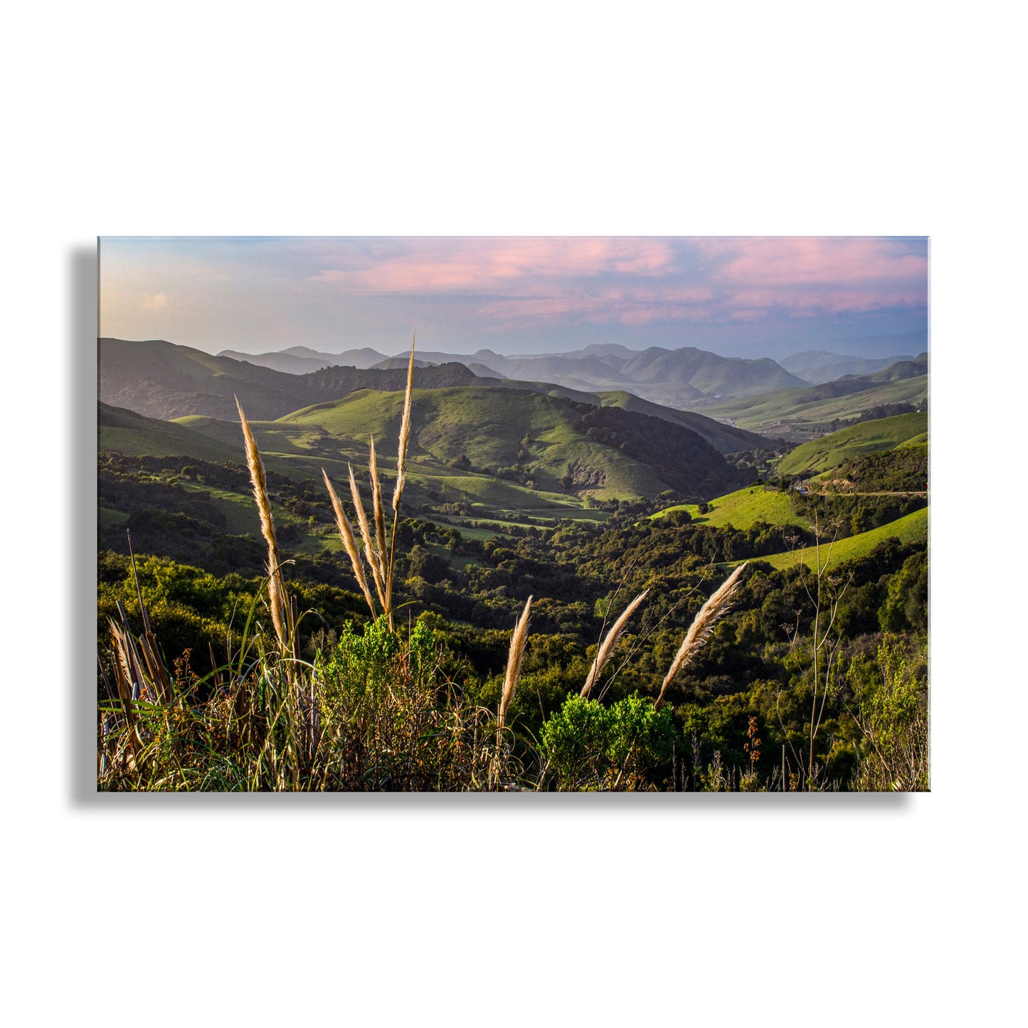 My tranquil countryside picture of rural Santa Barbara county for your viewing pleasure! The graceful golden plants in the foreground are non-native Pampas grass. Original, unique signed art by Murray Bolesta!