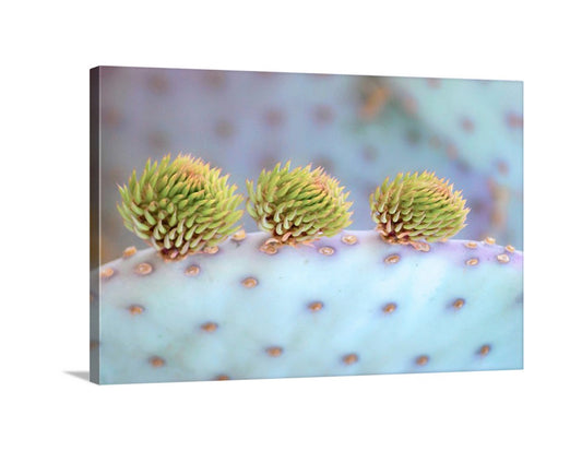 Blue Cactus Art Print with Santa Rita Prickly Pear at Tucson Arizona