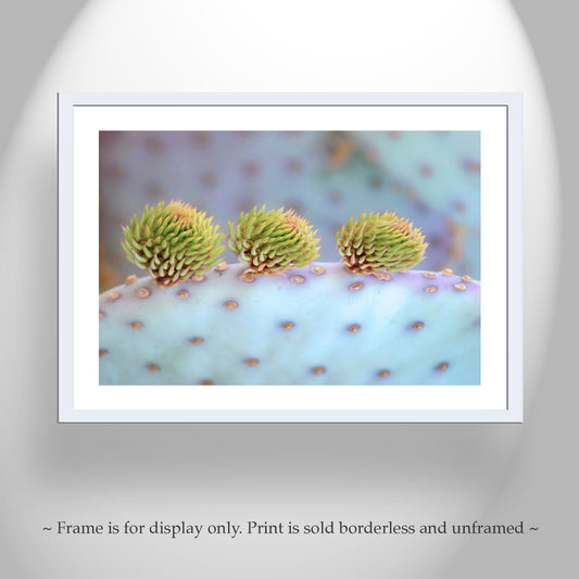 Blue Cactus Art Print with Santa Rita Prickly Pear at Tucson Arizona