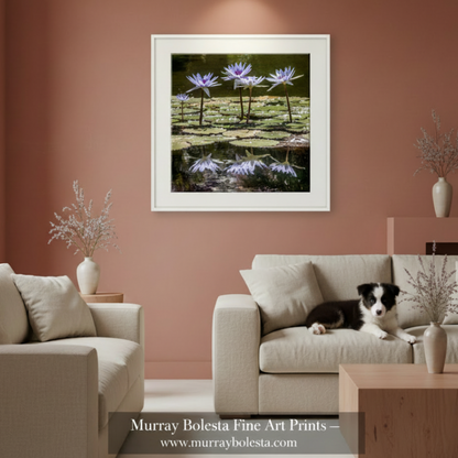 A square wall art print depicting five purple water lilies on green lily pads in dark water, with their reflections visible below. The print is shown against a light gray background. Art by Murray Bolesta