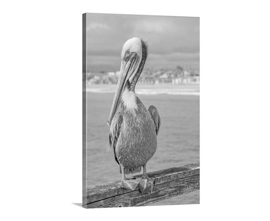 Pelican Sea Bird Art Print in Black and White | Coastal Bird Artwork