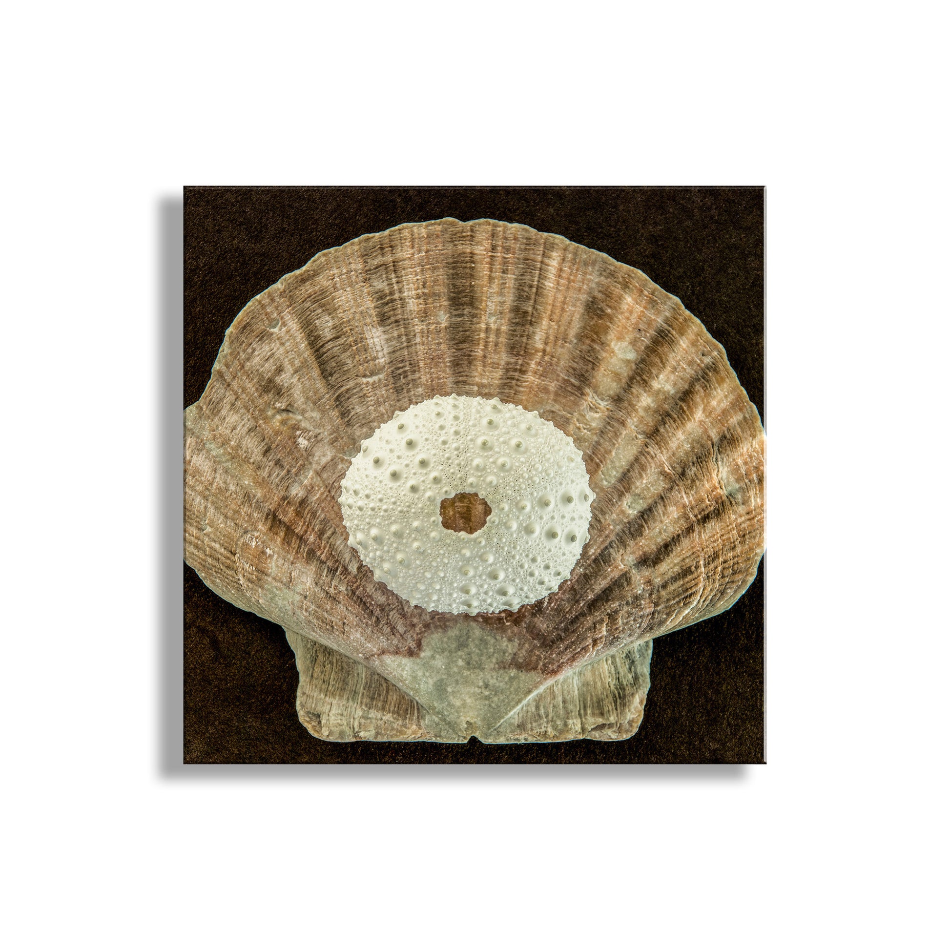 Fossilized shell with central white circular structure on a dark brown background. Seashell and Sea Urchin Still Life Art Print | Bold Wall Decor for Bath or Home