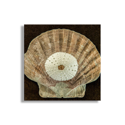 Fossilized shell with central white circular structure on a dark brown background. Seashell and Sea Urchin Still Life Art Print | Bold Wall Decor for Bath or Home
