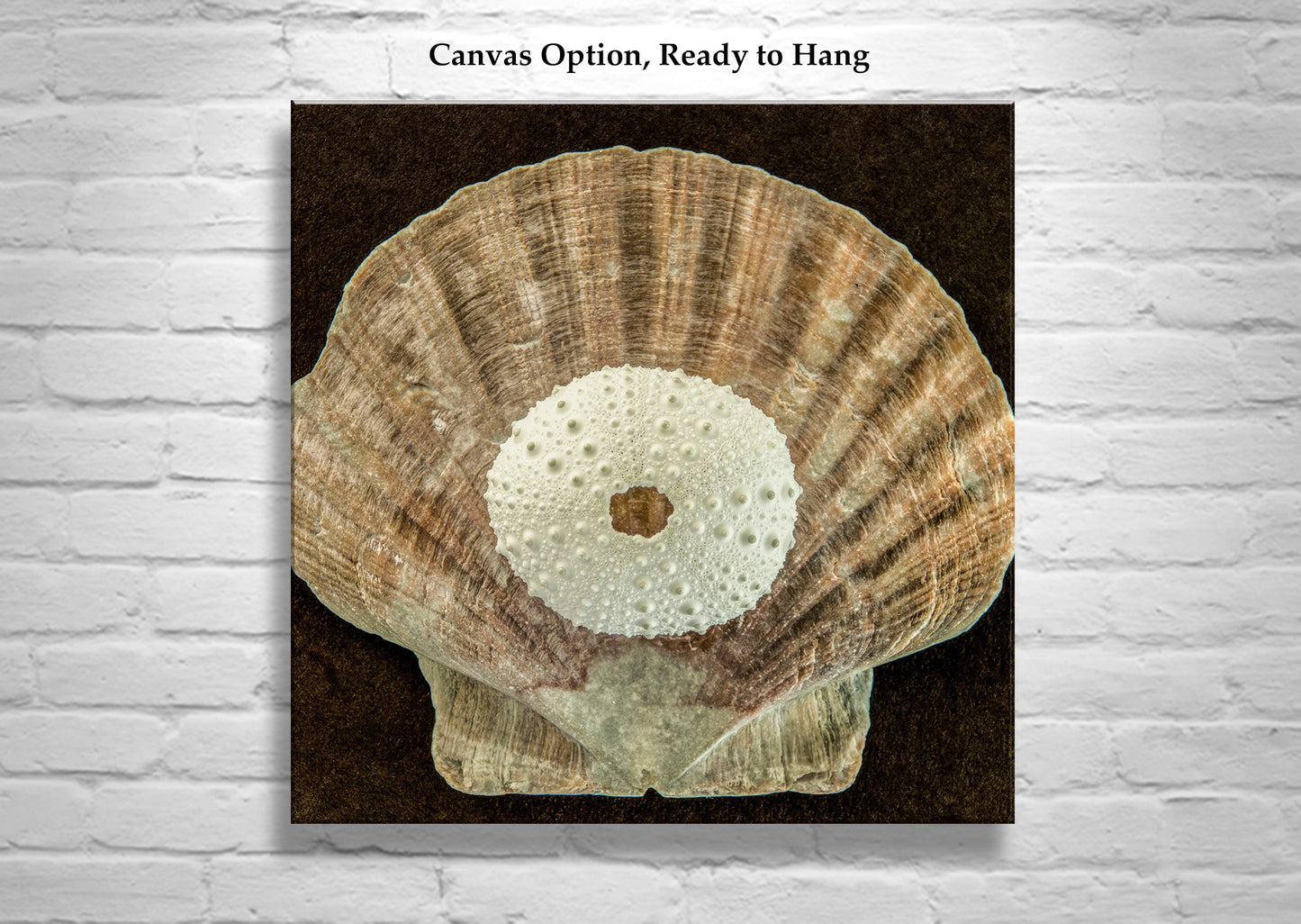 Seashell and Sea Urchin Still Life Art Print | Bold Wall Decor for Bath or Home