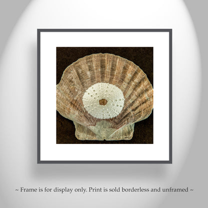 Seashell and Sea Urchin Still Life Art Print | Bold Wall Decor for Bath or Home