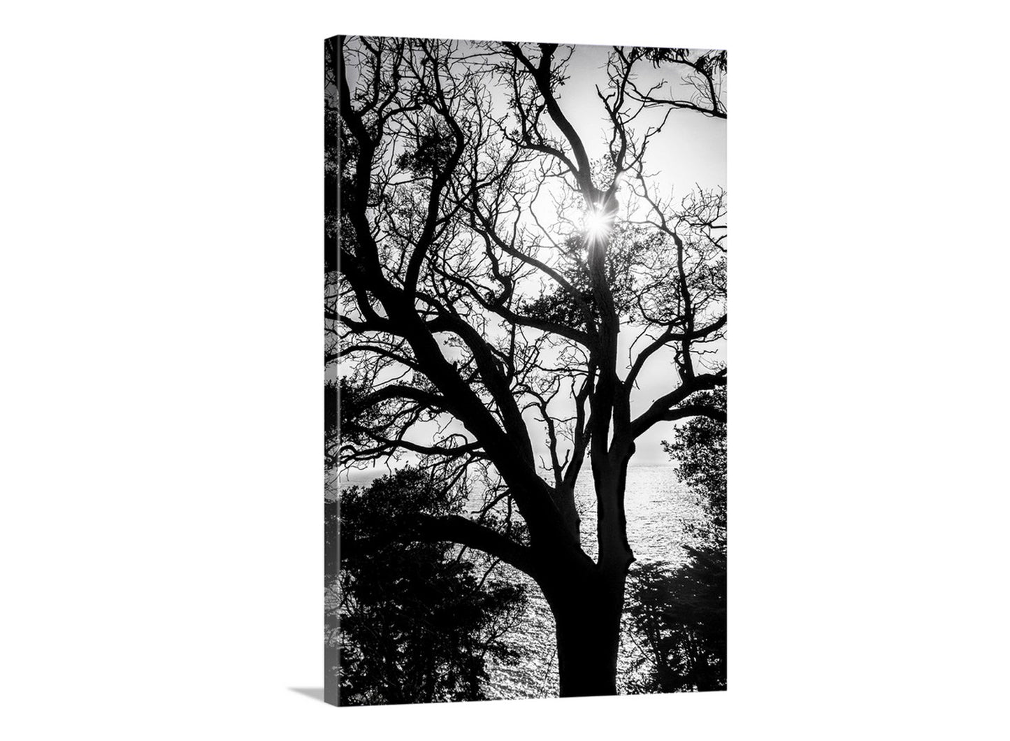 Black and white silhouette of a tree with sunlight filtering through.  Unique Big Sur art! For your viewing enjoyment, my beautiful black &amp; white tree silhouette from the Big Sur Coast of California USA. Behind the branches, the Pacific Ocean radiates with awesome splendor. Original, unique signed art by Murray Bolesta!